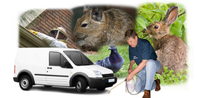 Teddington local van